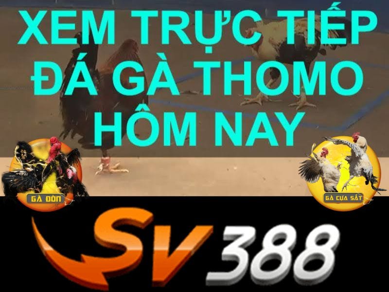 Giới thiệu về đá gà c1 c2 c3 c4