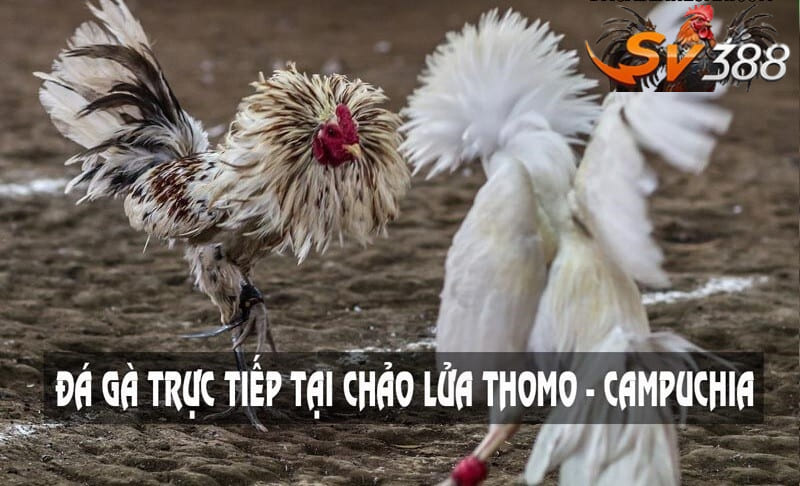 Lịch sử và sự phát triển của đá gà